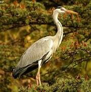 Grey Heron