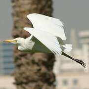 Western Cattle Egret