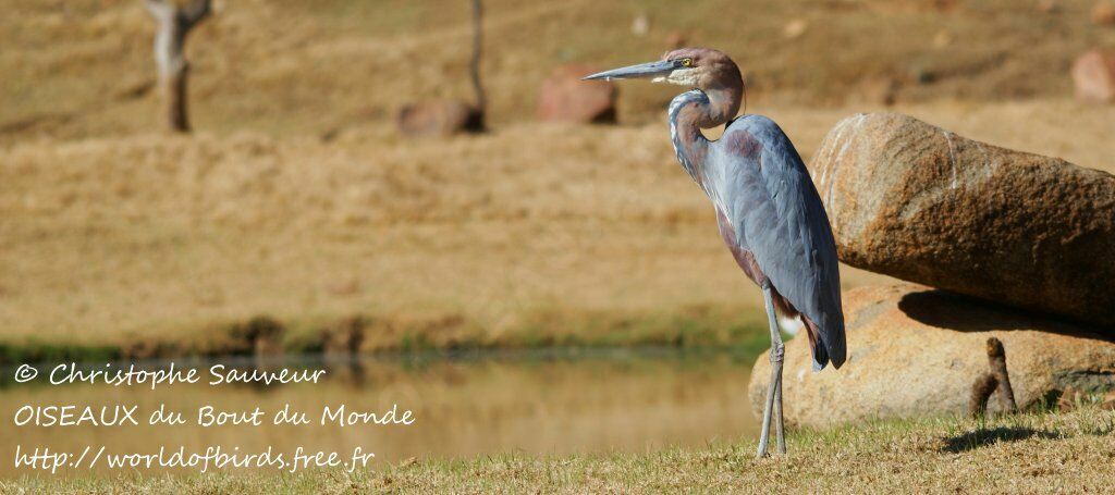 Goliath Heron