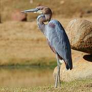 Goliath Heron