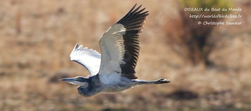 Black-headed Heron, Flight