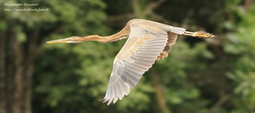 Purple Heron, Flight