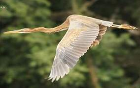 Purple Heron