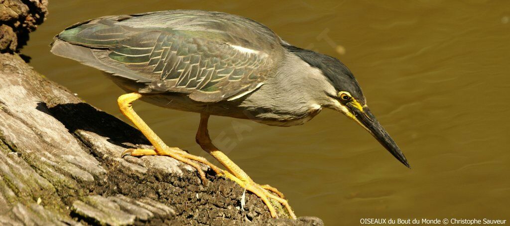 Striated Heron