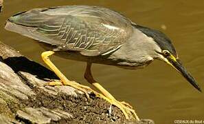 Striated Heron