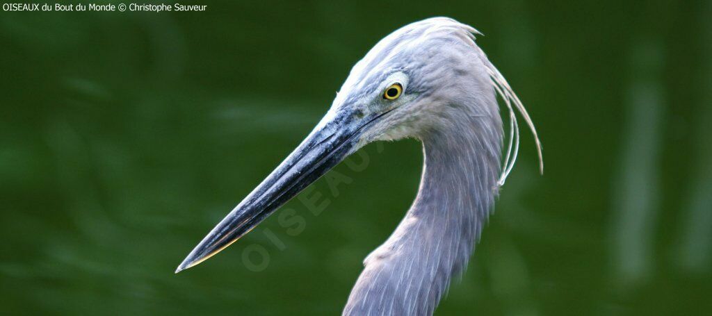 Great-billed Heron