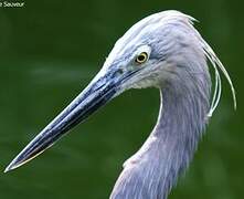 Great-billed Heron