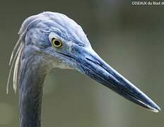 Great-billed Heron