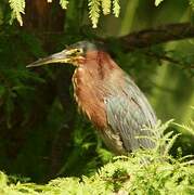 Green Heron