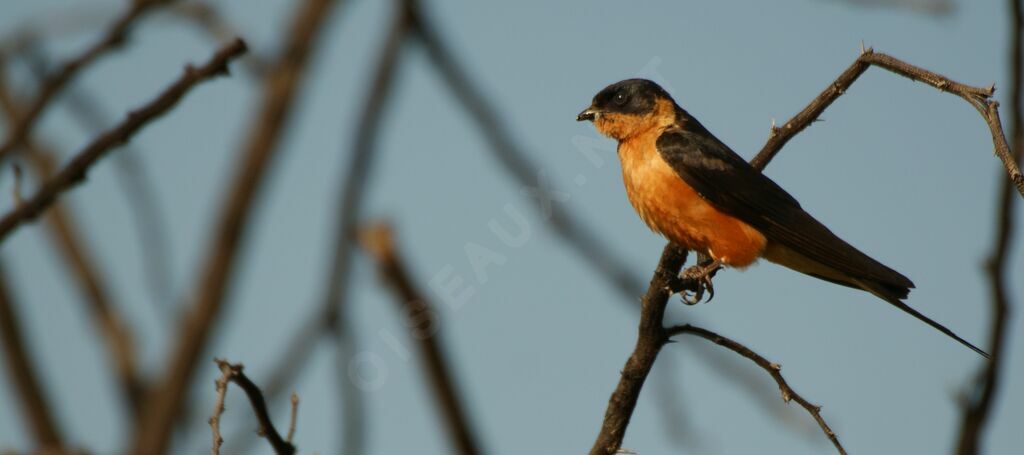 Red-breasted Swallow, identification