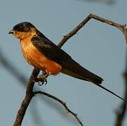 Red-breasted Swallow