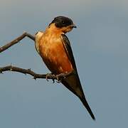 Red-breasted Swallow