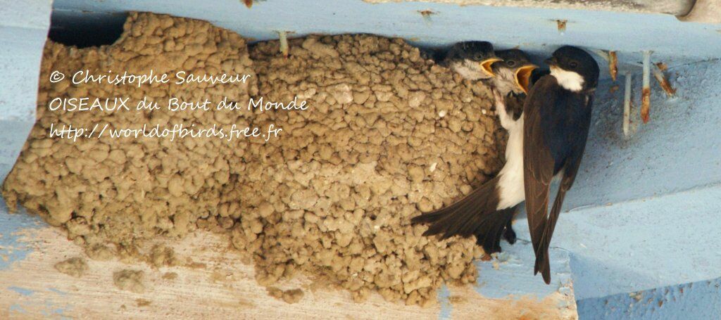 Western House Martin, Reproduction-nesting