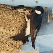 Western House Martin