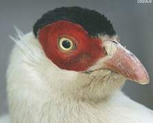 White Eared Pheasant