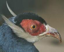 Blue Eared Pheasant