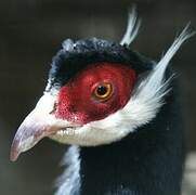 Brown Eared Pheasant