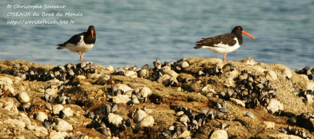 Eurasian Oystercatcher