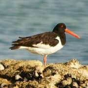 Eurasian Oystercatcher