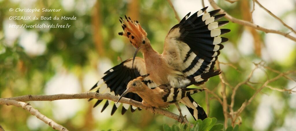 Eurasian Hoopoe , Behaviour