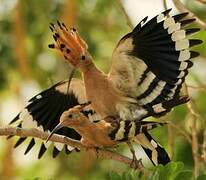 Eurasian Hoopoe