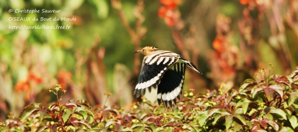 Eurasian Hoopoe, Flight