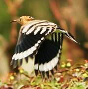 Eurasian Hoopoe