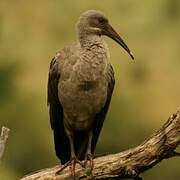 Hadada Ibis