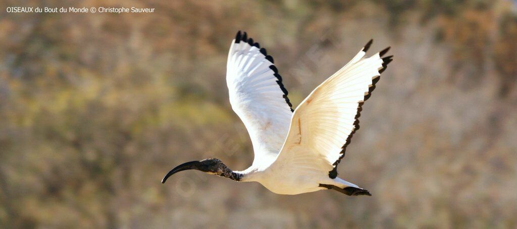 African Sacred Ibis