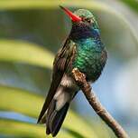 Colibri circé