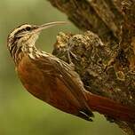 Grimpar à bec étroit