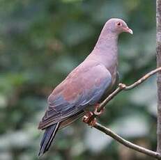 Pigeon du Pérou