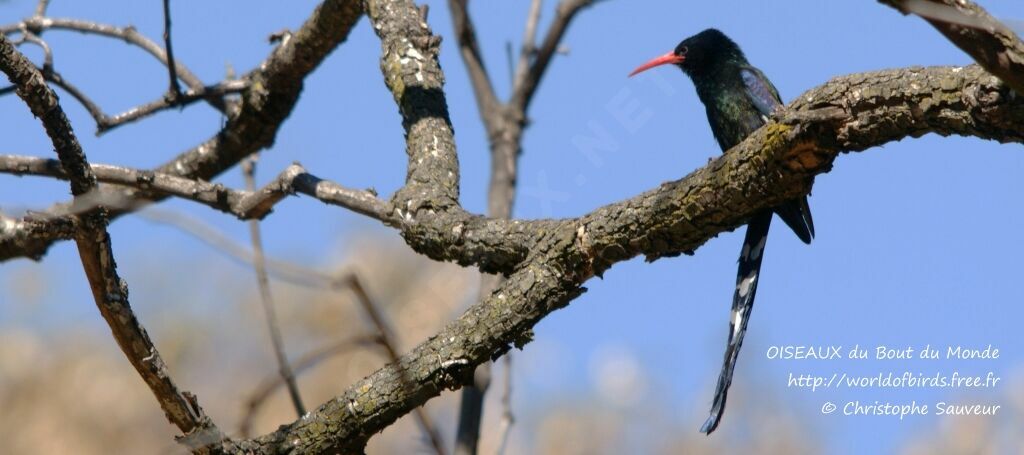 Green Wood Hoopoe, identification