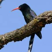 Green Wood Hoopoe