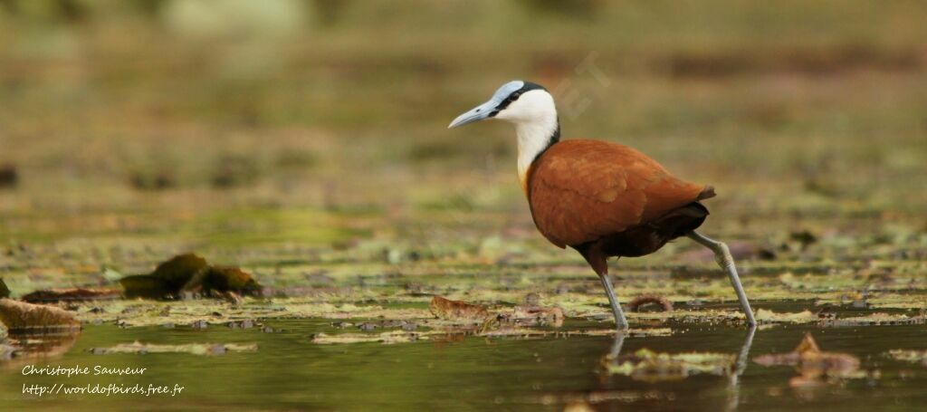 Jacana à poitrine dorée