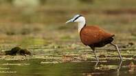 Jacana à poitrine dorée