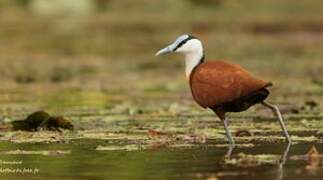 African Jacana