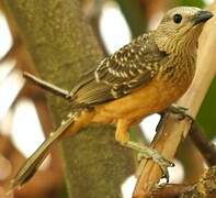 Fawn-breasted Bowerbird