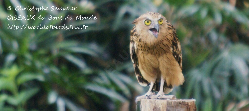 Buffy Fish Owl