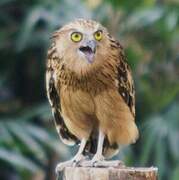 Buffy Fish Owl