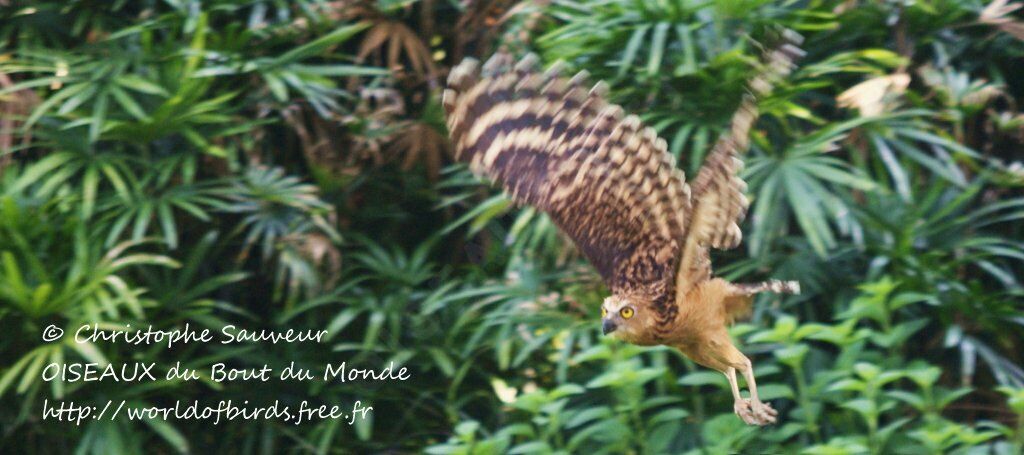 Buffy Fish Owl, Flight