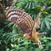 Buffy Fish Owl