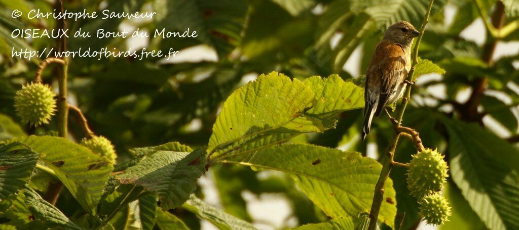 Linotte mélodieuse