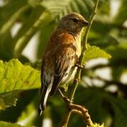 Linotte mélodieuse