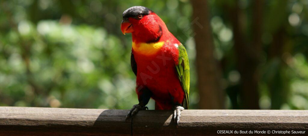 Yellow-bibbed Lory