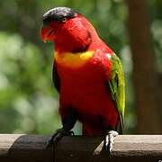 Yellow-bibbed Lory