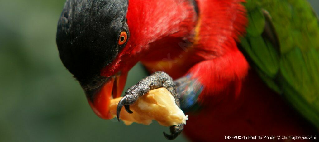 Yellow-bibbed Lory