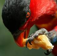 Yellow-bibbed Lory