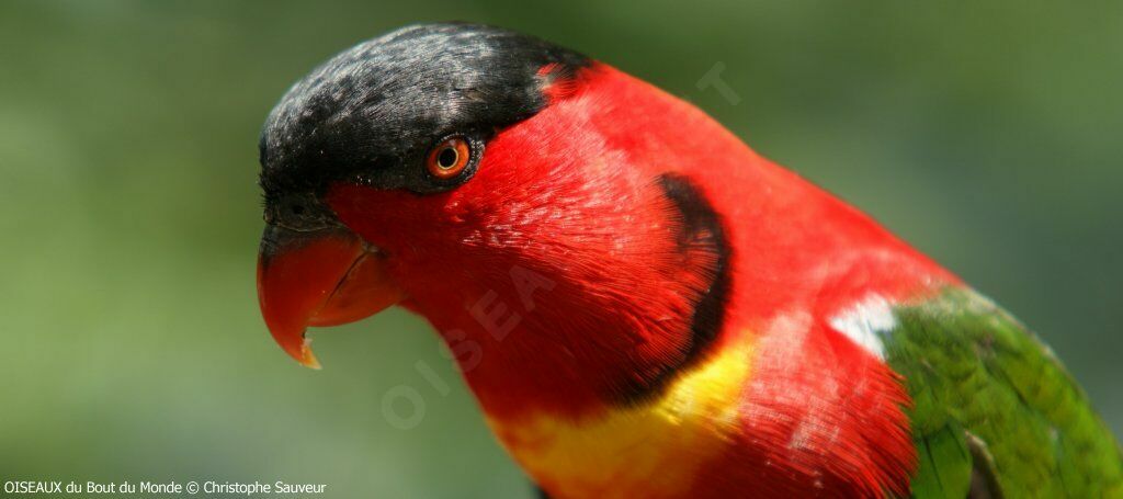 Yellow-bibbed Lory