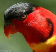 Yellow-bibbed Lory